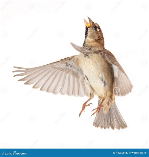 Male House Sparrow Passer Domesticus Isolated On A White Background In