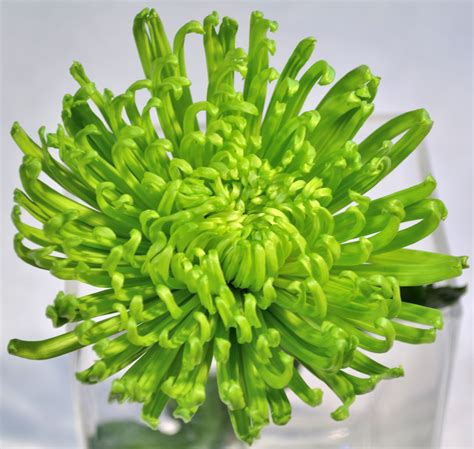 Mums are medium blossoms with thin petals and prominent centers that can be colored differently (typically yellow) from the rest of the blossom. Green Fuji Mum | Flowers ~ Green | Pinterest