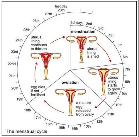 Understanding Your Menstrual Cycle Fact Sheet