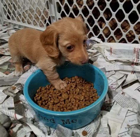 Earn points & unlock badges learning, sharing & helping adopt. Dachshund puppy dog for sale in Filer, Idaho
