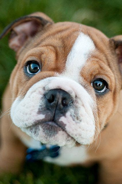 Usually a bulldog will have 4 puppies in a litter. 20+ English Bulldog Puppies and Facts You Should Know! | FallinPets