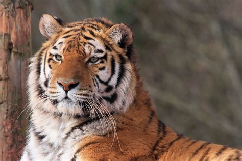 Caspian Tiger Sumatran Tiger Photo By Mark Butcher Javan Tiger
