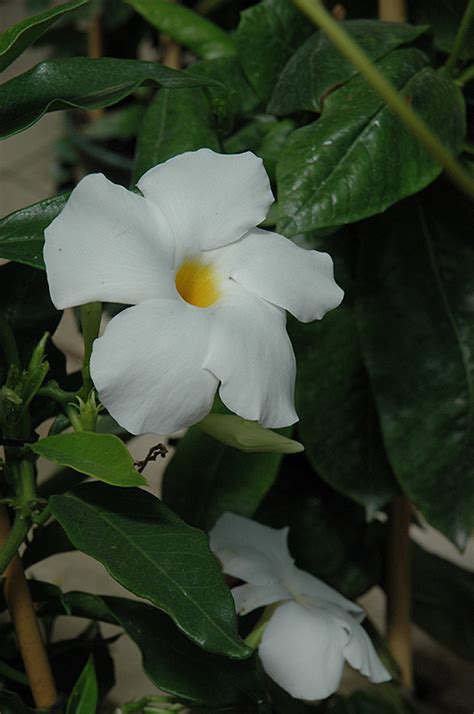 It covers everything from climbing flowers for sun or shade, vining perennials, annuals, tropicals, and even vining vegetables. Sun Parasol® White Mandevilla (Mandevilla 'Sun Parasol ...