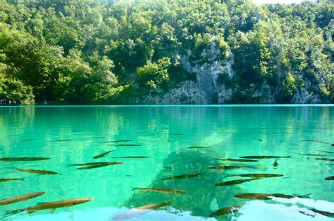 A Luminescent Lake Plitvice National Park Croatia Oc 3640 × 2409