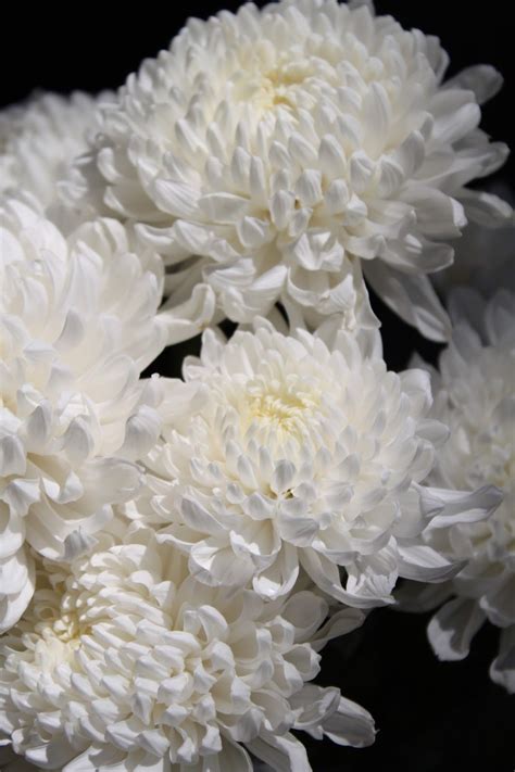 Chrysanthemum White Ramo De Crisantemo Flores Bonitas Chrysanthemum