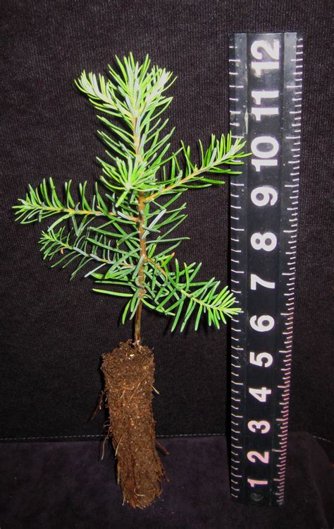 To light my christmas tree, i learned early in my display career from my seasoned display mentors plug each strand into an outlet and leave it plugged in for about 5 minutes. Abies procera: Noble Fir (Plugs) | Brooks Tree Farm