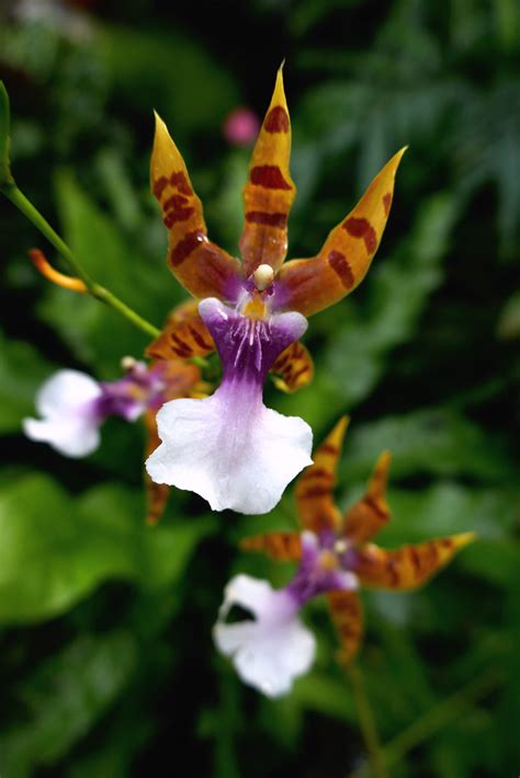 Orchid Miltonia Clowesii Se Brazil Phginlon Flickr