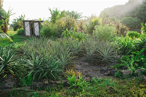 Learn More About Big Island Farms – Big Island Farms