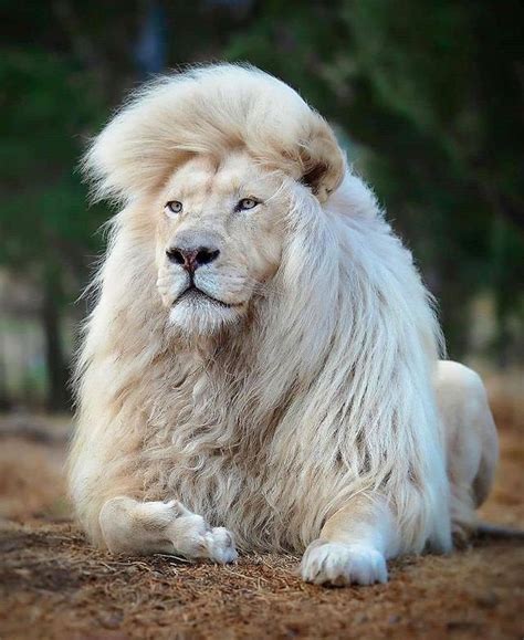 Stunning Albino Male Lion Lions