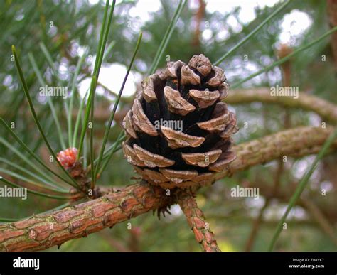 Chinese Pine Chinese Red Pine Pinus Tabuliformis Pinus Tabulaeformis