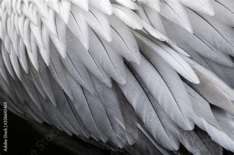 Texture Bird Feather Pattern Abstract Macro Paper Wings Fur