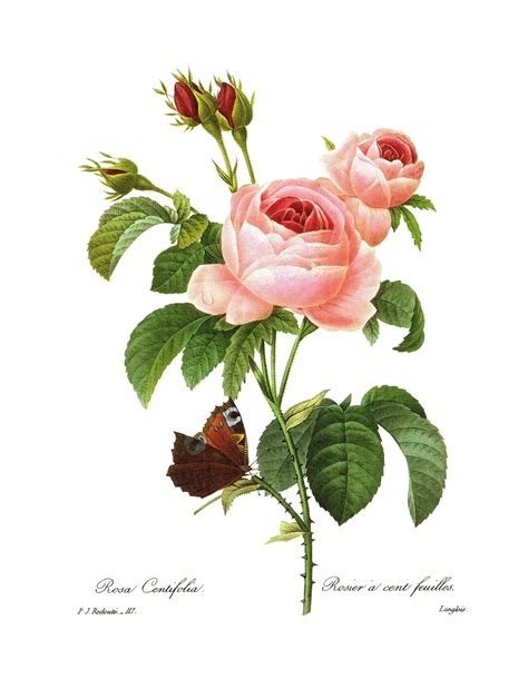Vintage Redoute Pink Rose Botanical Print Butterfly And