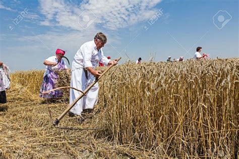 Farmer Is Reaping Wheat Manually With A Scythe In The Traditional Rural