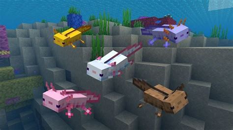 Why Are Brown Axolotls So Rare In Minecraft Mudfooted