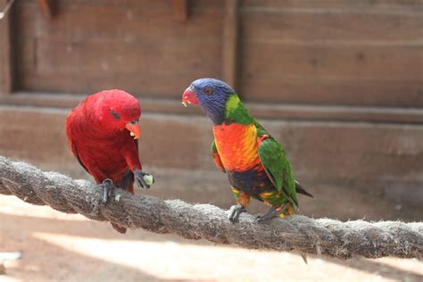 Fotos Gratis Pájaro Animal Fauna Silvestre Rojo Pico Tropical