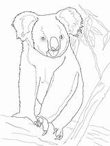 Koala Coloring Tree Bear Printable Koalas Cute Drawing Supercoloring Categories sketch template