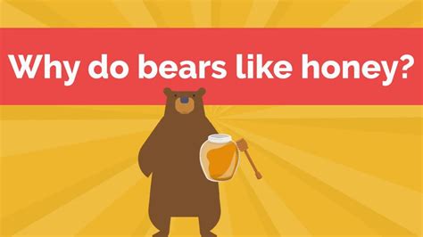 Why Do Bears Like Honey Youtube
