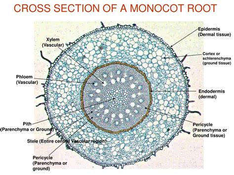 Monocot Root Cross Section Labeled