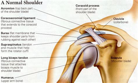 Bicep Impingement Rotator Cuff Impingement Specialized Physical Therapy