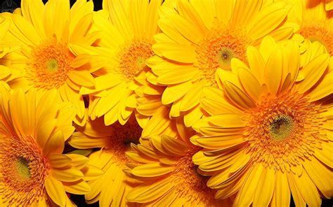 10 Perfect Yellow Flower Desktop Wallpaper You Can Use It Free