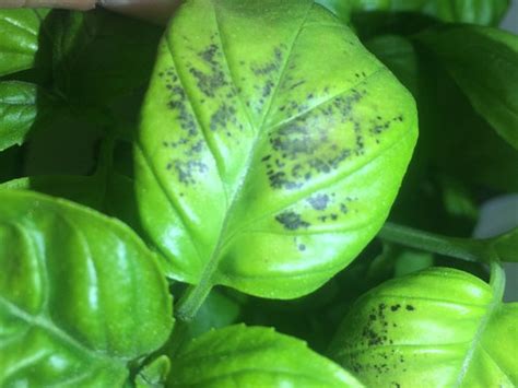 Basil Leaf Spots What Is It Photos