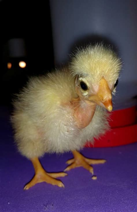 12 Naked Neck Turken Chicken Hatching Eggs Mixed Colors Lf Backyard Chickens Learn How To