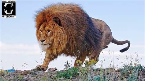 Barbary Lion The Largest Lion In The World Compilation 1 Largest