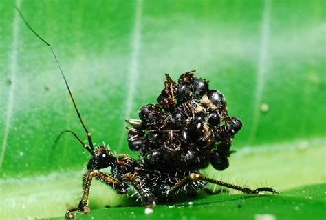 The Assassin Bug Is A Bug That Wears Its Victims Bodies As Armor
