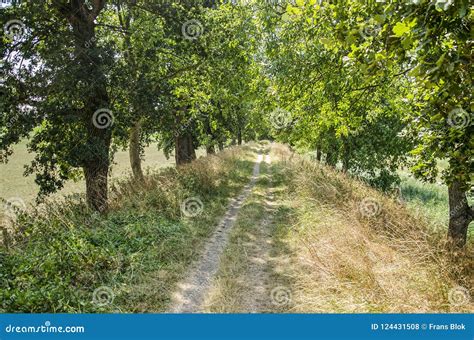 Dirt Road On A Tree Lined Stock Photo Image Of Nature 124431508