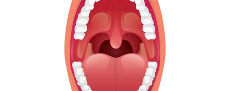 Debunking Myths About Your Tonsils