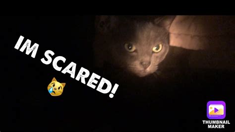Cute Cat Scared Of Thunder Hides In A Closet Youtube
