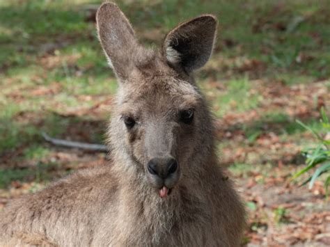 80 Kangaroo Tongue Stock Photos Pictures And Royalty Free Images Istock