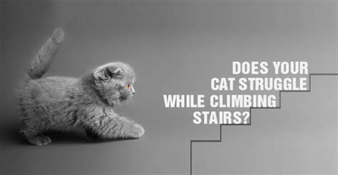 does your cat struggle while climbing stairs