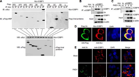 A The G3bp1 Protein Interacts With The Fmdv 3a Protein Hek293t Cells
