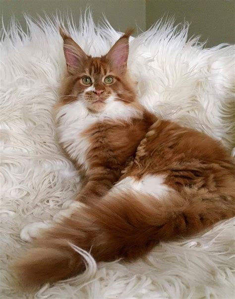 This natural breed is adapted to a. Pin on Cats (Main Coon)
