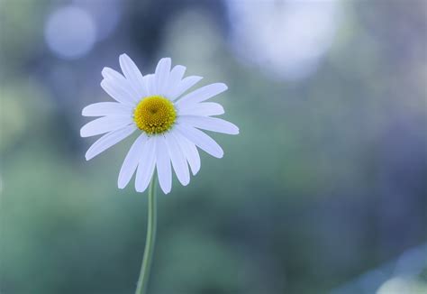 Daisy Full Hd Wallpaper And Background Image 3316x2286 Id571345
