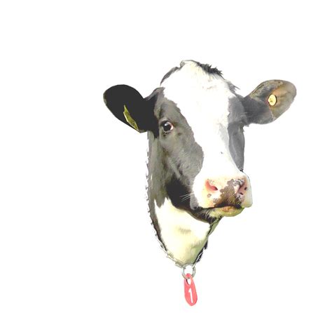 Holstein Cow Head