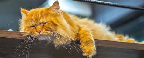 Our affordable pet vaccination clinics offer quality, preventive care to help ensure your pet's health vaccinations clinic in edison, nj. Best Pet Insurance | Most Affordable Pet Insurance