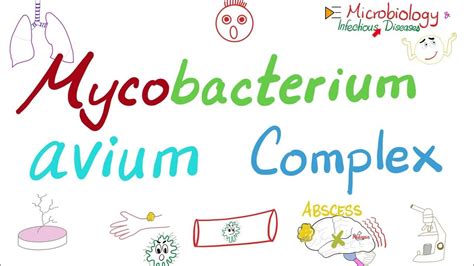 Mycobacterium Avium Complex Mac Microbiology 🧫 And Infectious