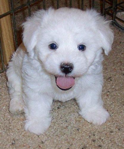 Puppyfinder.com is your source for finding an ideal bichon frise puppy for sale in california, usa area. bichon frise puppies | Bichon Frise puppy for sale for ...