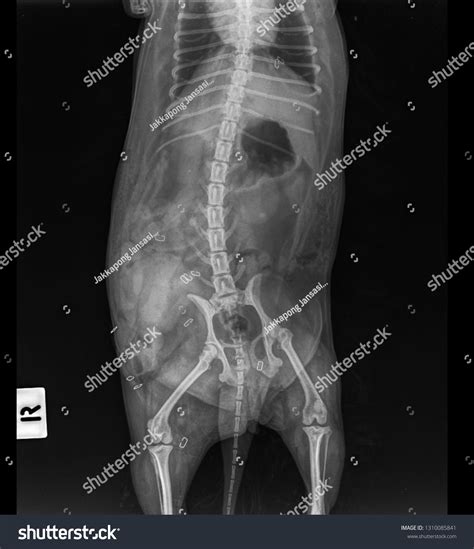 X Ray Abdominal Hernia Dog Front Stock Photo Edit Now 1310085841
