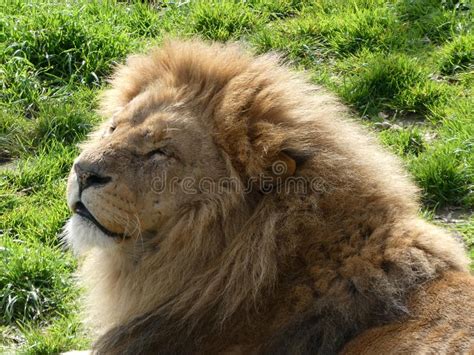 Male African Lion Enjoying A Day In The Sun Stock Photo Image Of