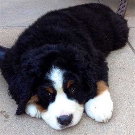 23 Reasons Bernese Mountain Dogs Are The Champions Of Our Hearts Cute
