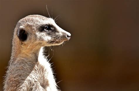 Premium Photo Close Up Of A Meerkat Standing Guard