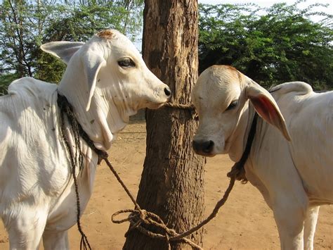 Free Calves 2 Stock Photo - FreeImages.com
