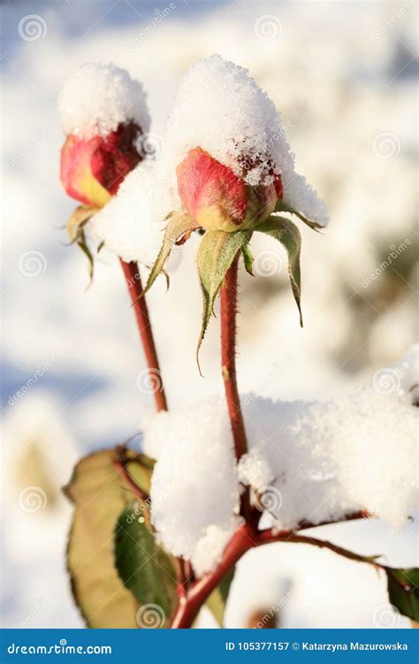Flower Rose Under Snow Stock Image Image Of Medicine 105377157