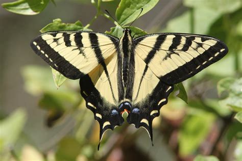 Eastern Tiger Swallowtail Butterfly Size Colors Life Span Host