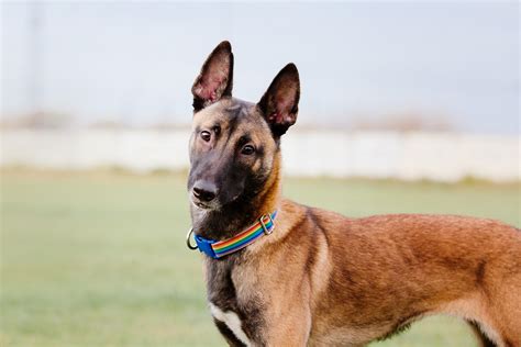 The other varieties are the. Belgian Malinois - PetPlace