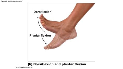 Dorsiflexion And Plantar Flexion Types Of Body Movements Anatomy