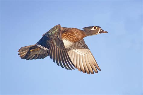 Wood Duck Hen In Flight Photograph By Mark Miller Pixels